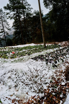 菜地積雪