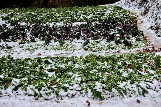 菜地積雪