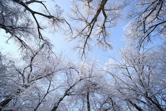 雪林