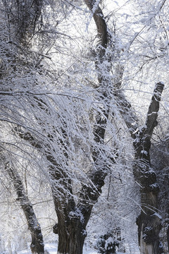 雪景