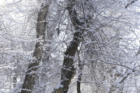 雪淞