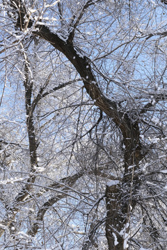 雪景