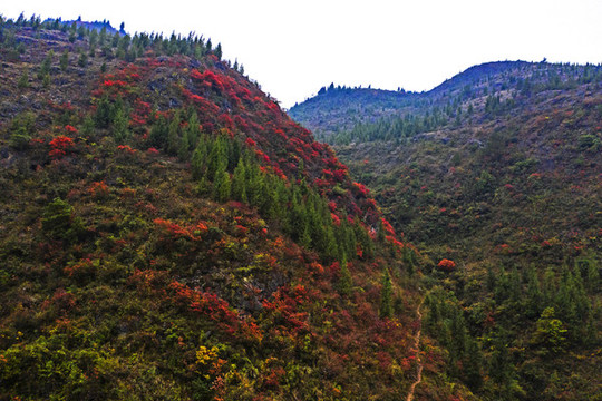 巫山紅葉