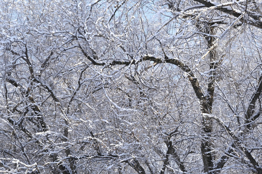 冬雪