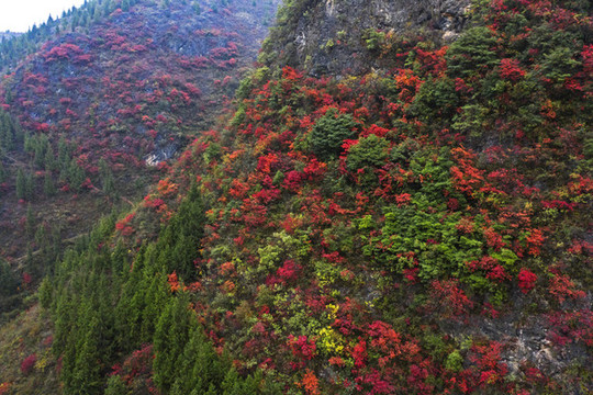 巫山紅葉