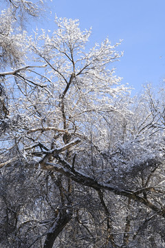 冬雪