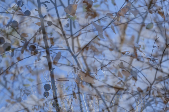 樹林