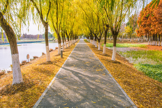 林蔭小路
