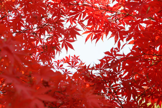 紅楓葉