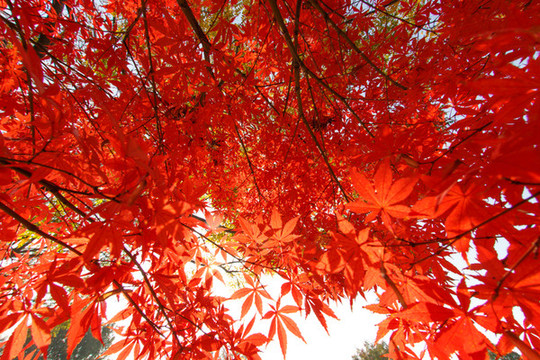 紅楓葉