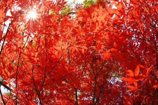 紅楓葉