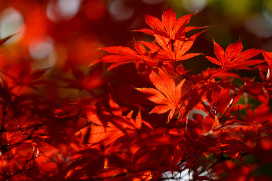 紅楓葉