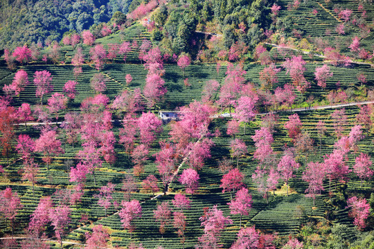 無量山櫻花谷