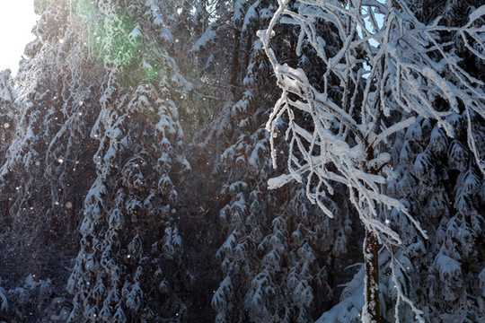 重慶武隆仙女山雪景