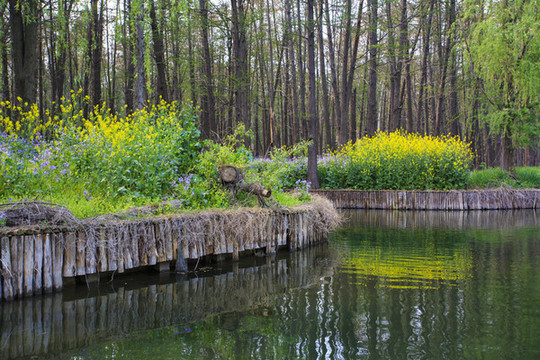 江蘇泰州李中水上森林公園美景