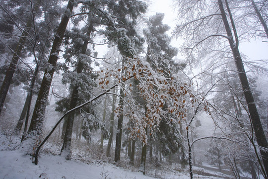 寧波奉化商量崗度假村雪景