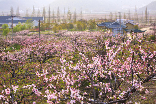 胡陳桃花園