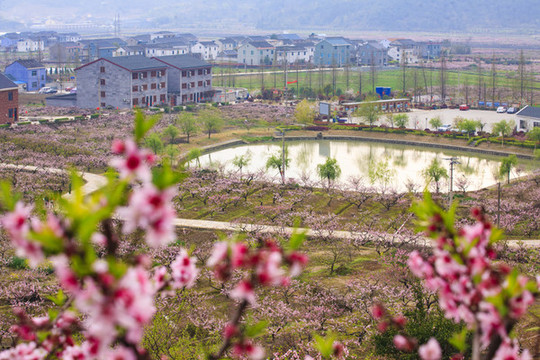 胡陳桃花園