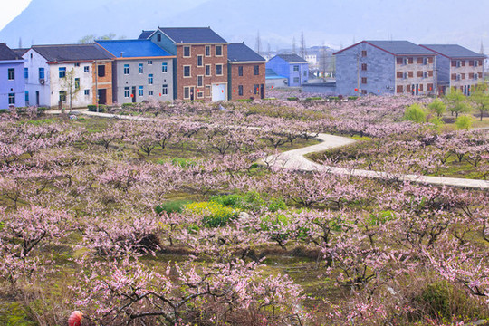 胡陳桃花園