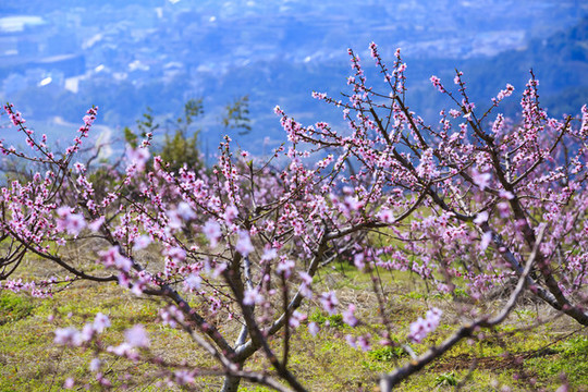 寧海桃花園