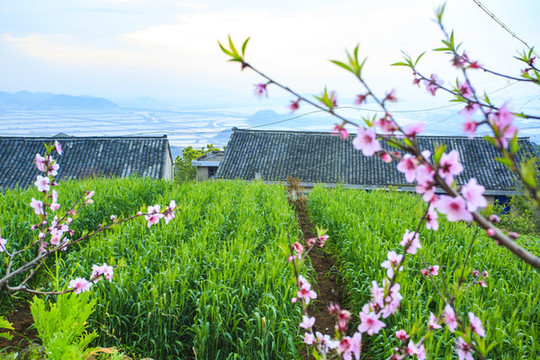 寧海桃花園
