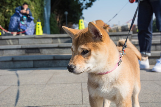 柴犬