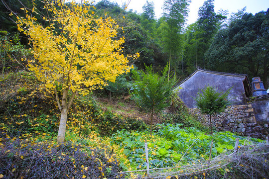 寧波寧?？h黃壇縣雙峰國家森林公園美景