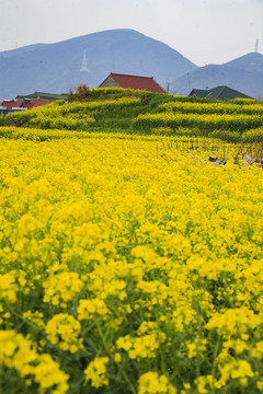 寧波慈溪田園春色