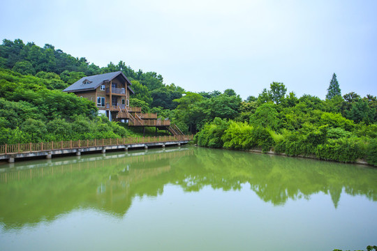 白茶園