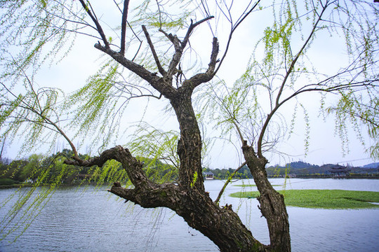 慈湖