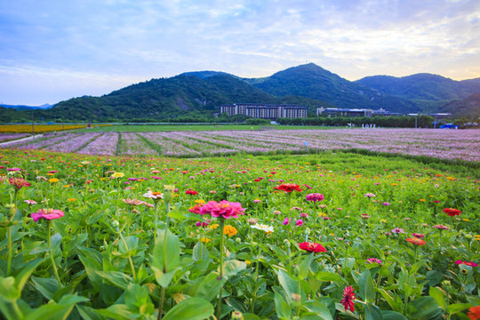 波斯菊