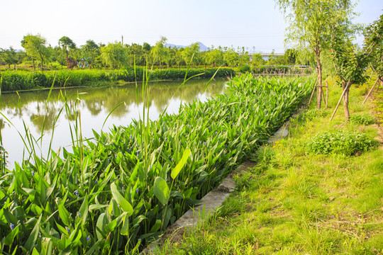 后塘河