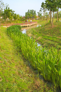 濕地公園