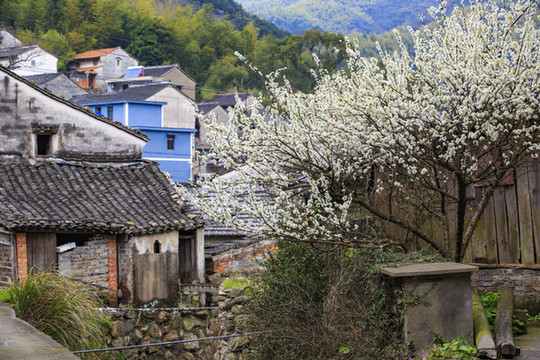 上周村