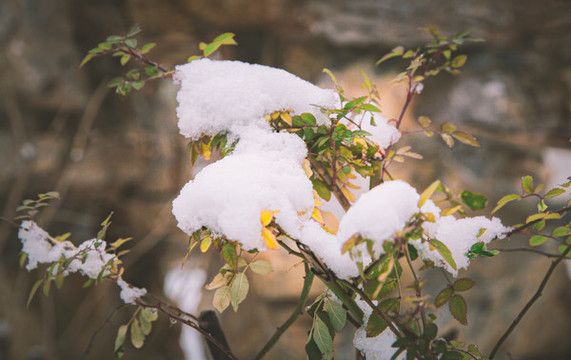 積雪覆蓋住枝條