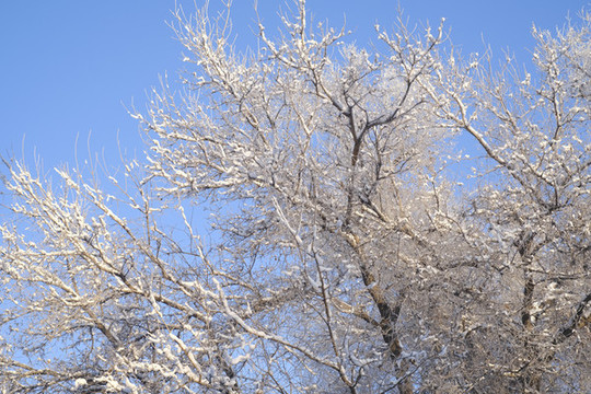 雪淞