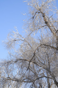 雪后