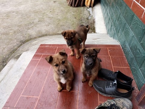 三只小黃狗