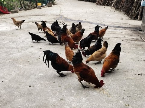 公雞母雞在吃食