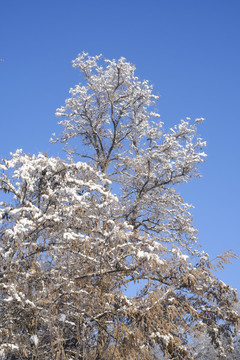冬雪