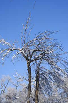 冬雪