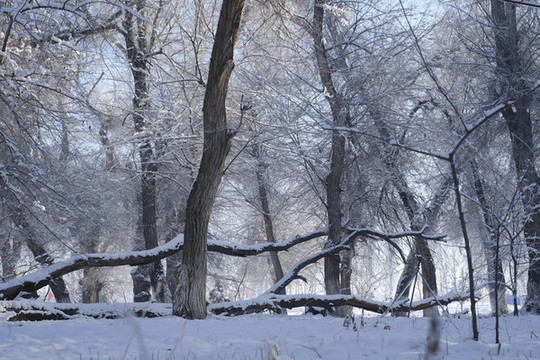 雪景