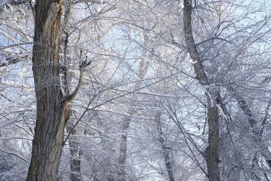 雪景
