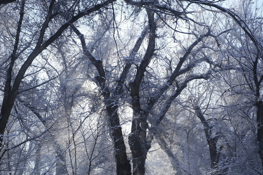 雪景