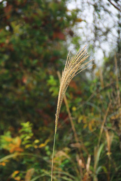 荻草