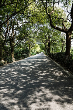 林蔭道