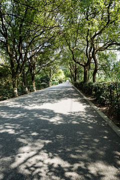 林蔭道
