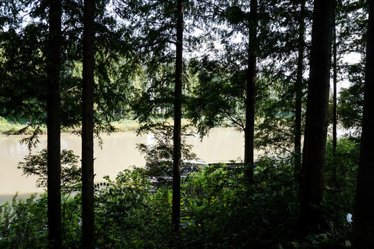 樹林