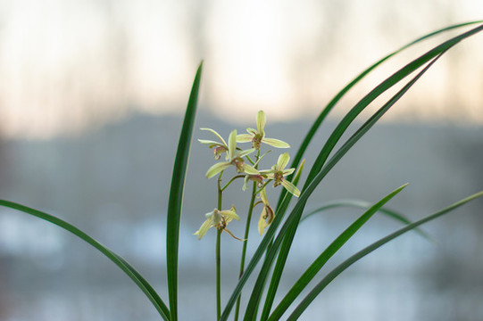 蘭花