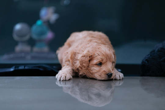 狗狗